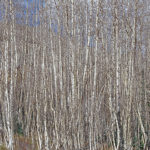 Aspen Grove