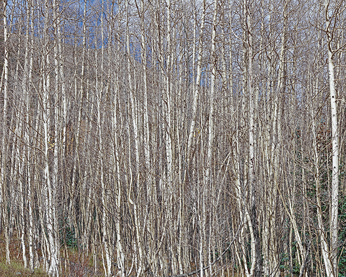 Aspen Grove