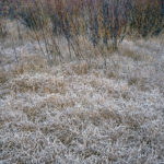 Grass with Frost