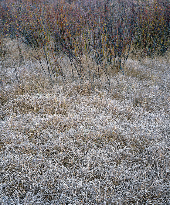 Grass with Frost