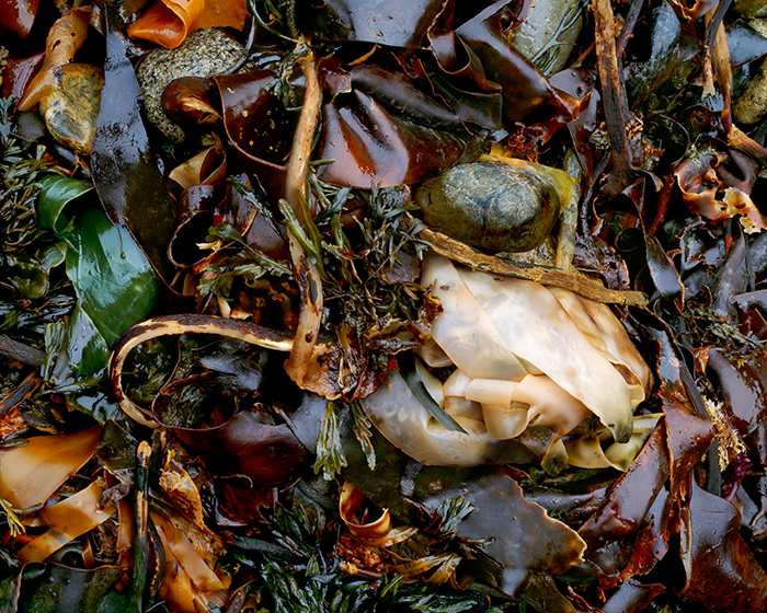 Kelp