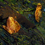 Leaves, Reflections in Water