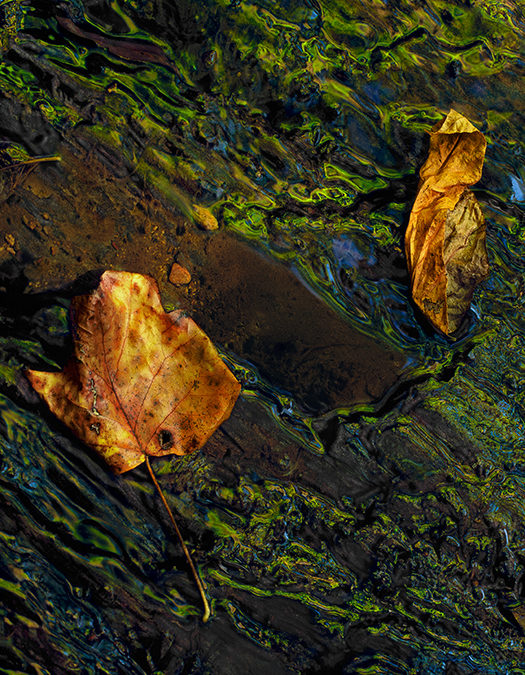 Leaves, Reflections in Water