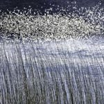 Michigan Wetlands, No. 5