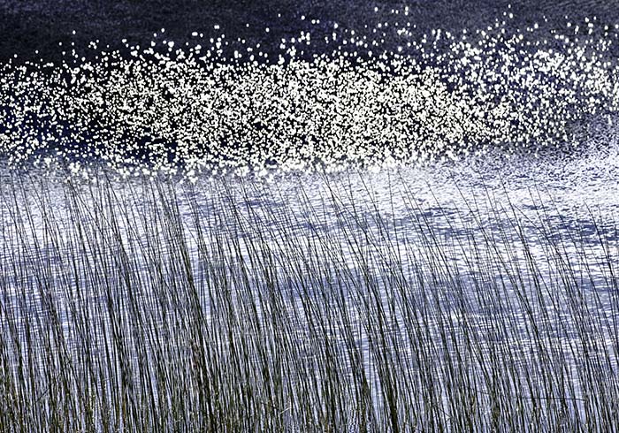 Michigan Wetlands, No. 5