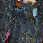 Pine Needles on Rock Face