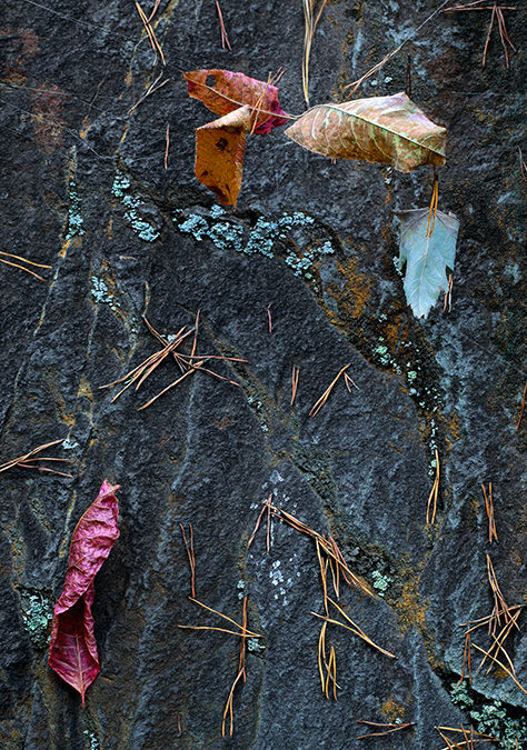 Pine Needles on Rock Face