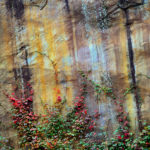 Red Leaves, Yellow Rock Wall