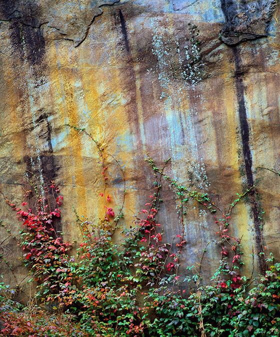 Red Leaves, Yellow Rock Wall