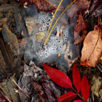 Red Leaves and Dew