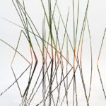 Reeds and Grasses, No. 1