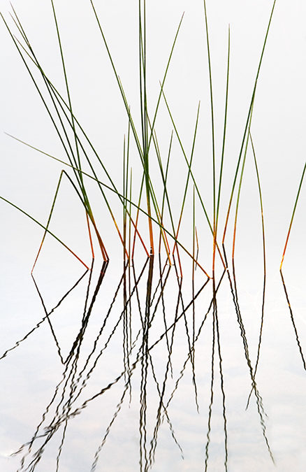 Reeds and Grasses, No. 1