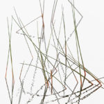 Reeds and Grasses, No. 2