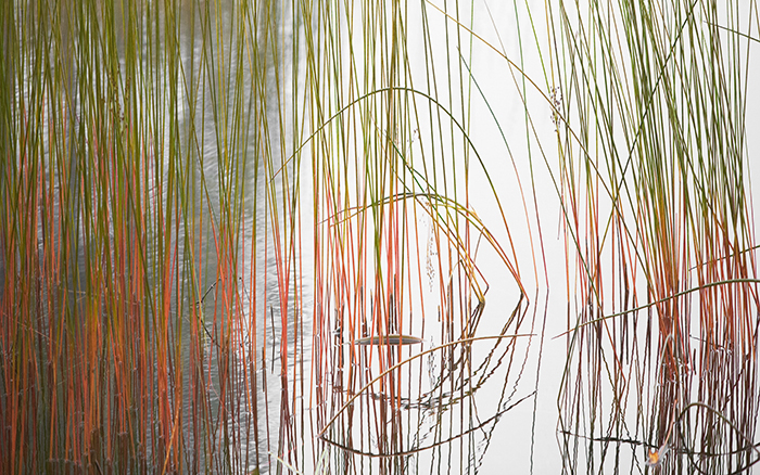 Reeds and Grasses, No. 3