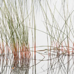 Reeds and Grasses, No. 4