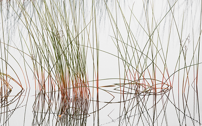 Reeds and Grasses, No. 4
