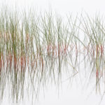 Reeds and Grasses, No. 5