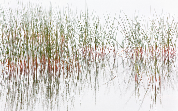 Reeds and Grasses, No. 5
