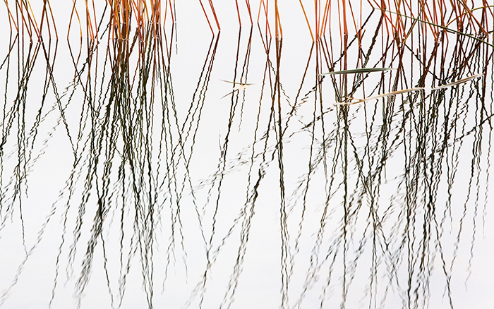 Reeds and Grasses, No. 6