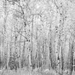 Birch Trees, Michigan