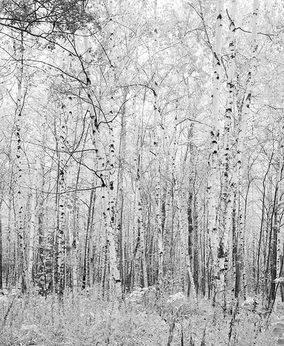 Birch Trees, Michigan