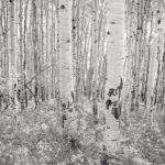 Aspen Grove, Early Morning