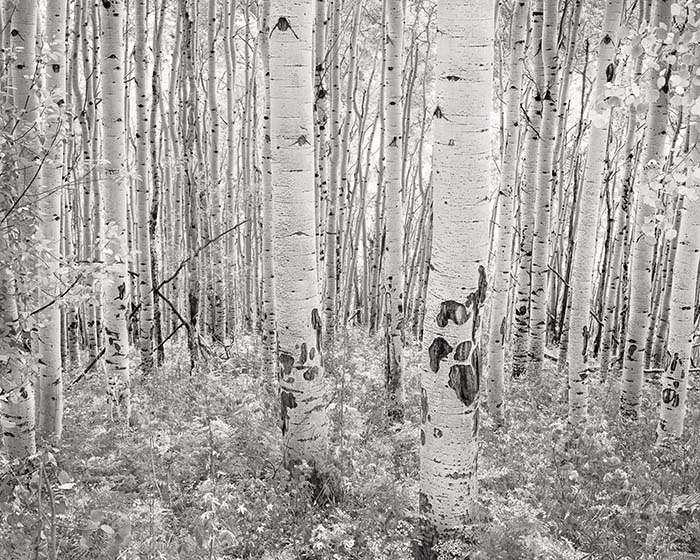 Aspen Grove, Early Morning