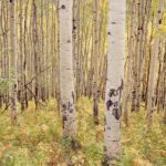 Aspen Grove in Morning Light