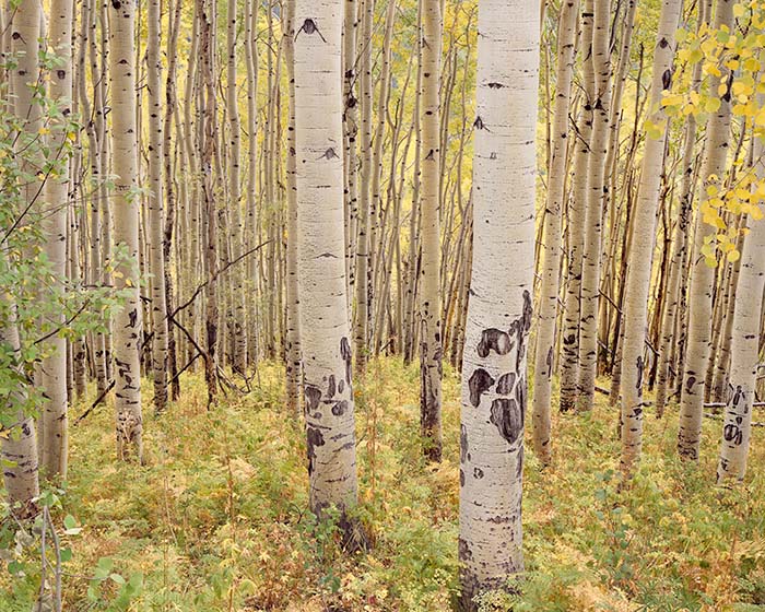 Aspen Grove in Morning Light