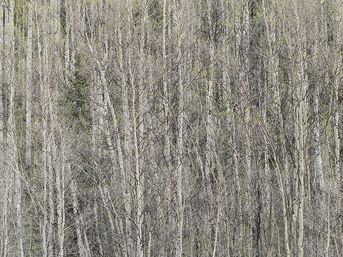 Aspen Grove in Colorado