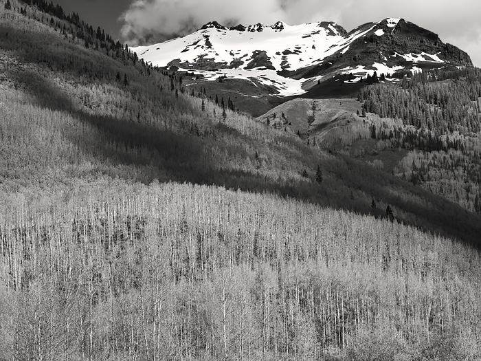 Aspens Across the Valley