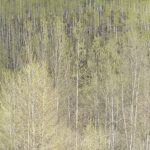 Spring Aspens in Colorado, No 2