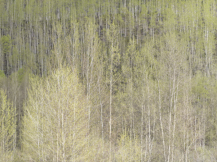 Spring Aspens in Colorado, No 2