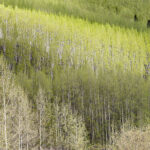 Spring Aspens in Colorado, No 3