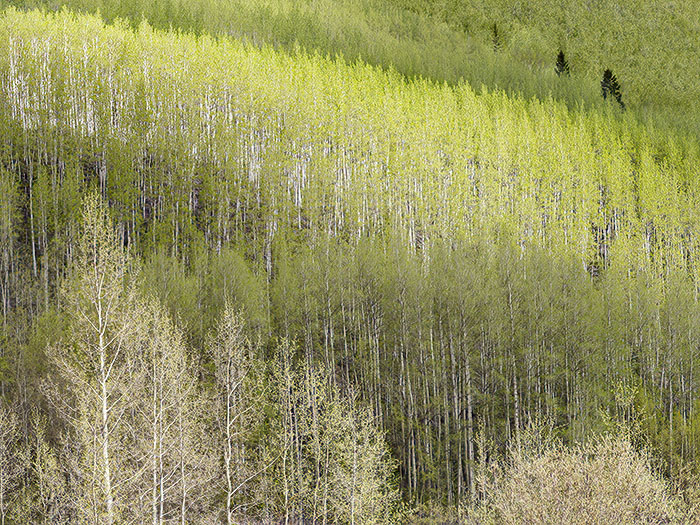 Spring Aspens in Colorado, No 3