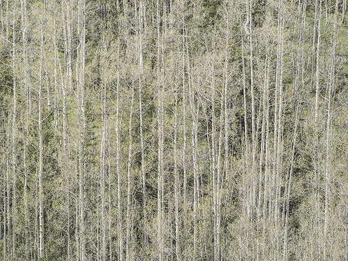 Spring Aspens in Colorado
