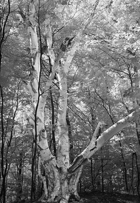 Birch Tree, Infrared Photograph