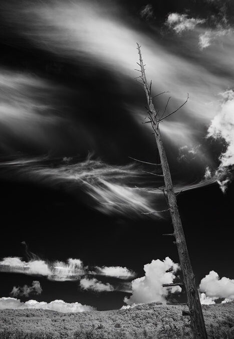 Tree By Tucker Lake, Infrared Photograph