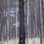 Trees on Otter Creek Trail,  Infrared Photograph